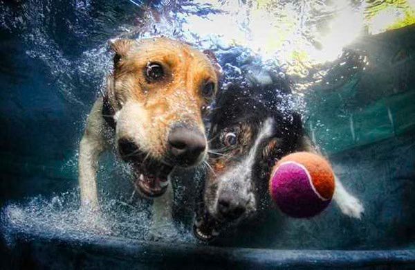 Amazing Underwater Dog Photography 02 2012 02 11