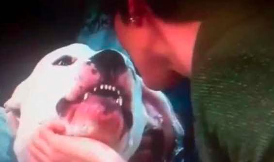 Dog Bites Newsanchor Kyle Dyer on Live TV