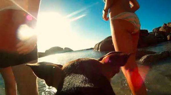 Johnny Neon  Hearts  Video Filmed By Dog