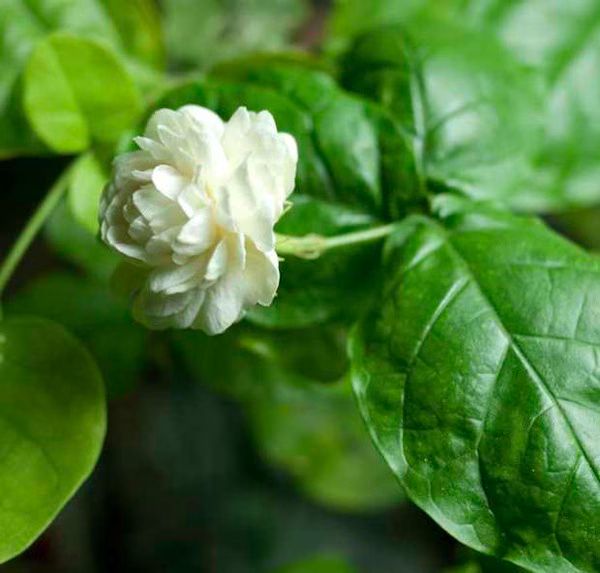 Kampupot in Bloom 01 2012 02 16