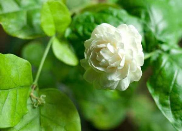 Kampupot in Bloom 02 2012 02 16