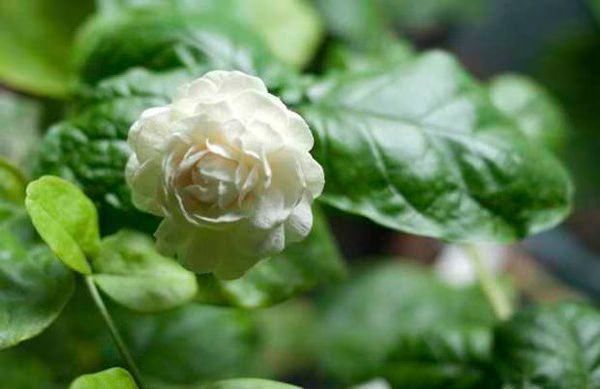 Kampupot in Bloom 04 2012 02 16
