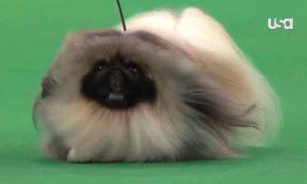Pekingese Wins 2012 Westminster Kennel Club Dog Show  Palacegarden Malachy