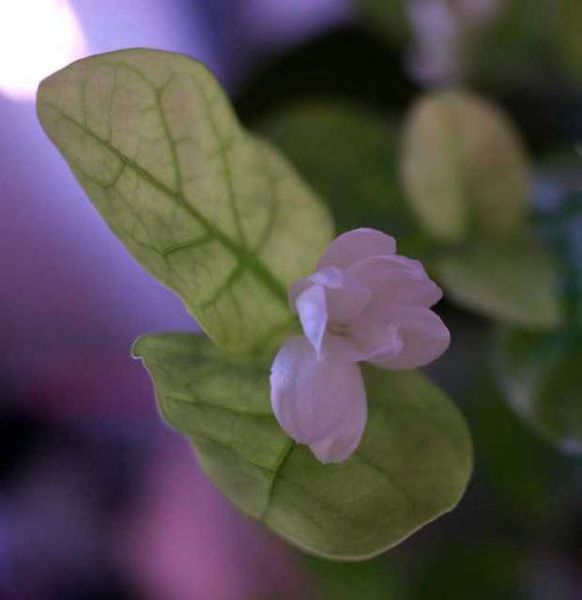 Sampaguita 01 2012 02 05