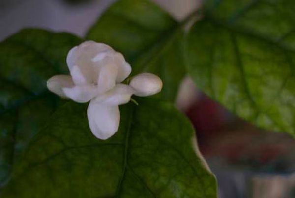 Sampaguita 02 2012 02 05