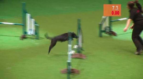 Dog Poops on Agility Course at Crufts 2012