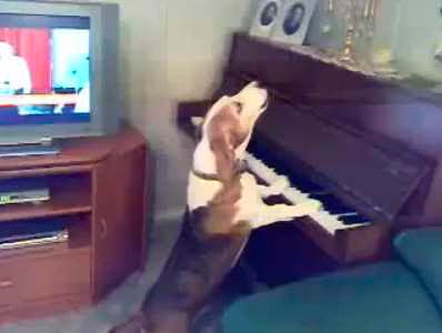 Dog sings while playing piano  Video