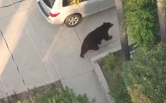 Bear on the Street  Video
