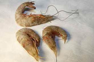 Eyeless Shrimp