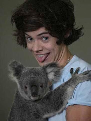 Harry Styles Koala.jpg Harry Styles Koala