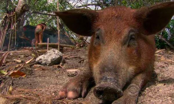 Survivor Pig
