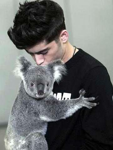 Zayn Malik Koala.jpg Zayn Malik Koala