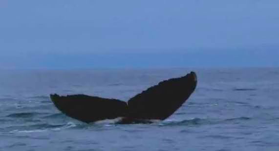 Humpback whales try to stop Killer whale attack  Planet Earth Live  Video