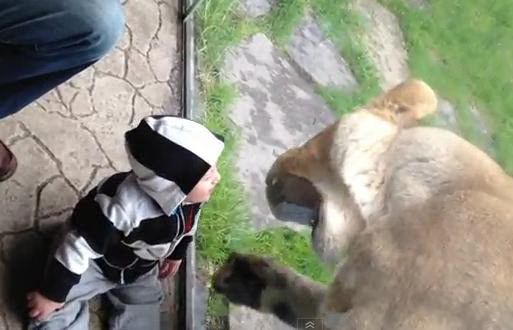 Lion Tries To Eat Baby