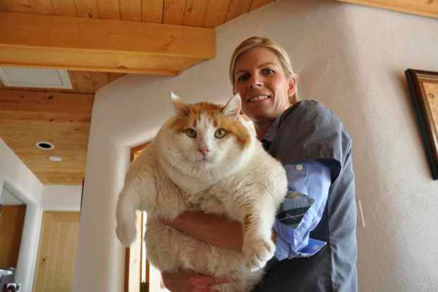 Meow 39 Pound Cat