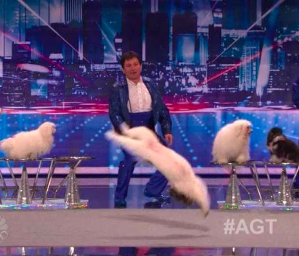 Olate Dogs America s Got Talent