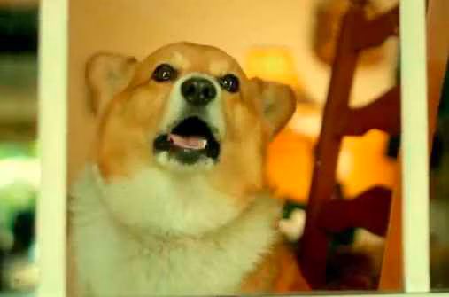 Corgi Rae Jepsen  Call Me Maybe  Video