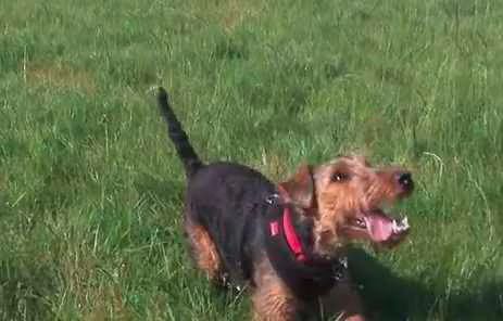 Dog Chases Plane in the Park  British Airways Boeing 777  Video