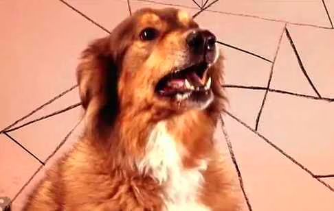 Dogotye  Somebody That I Used To Know  Video