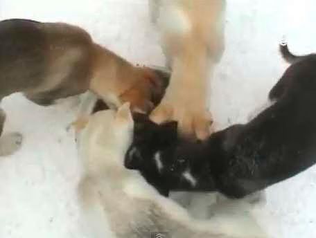 Puppy Swirl  Video