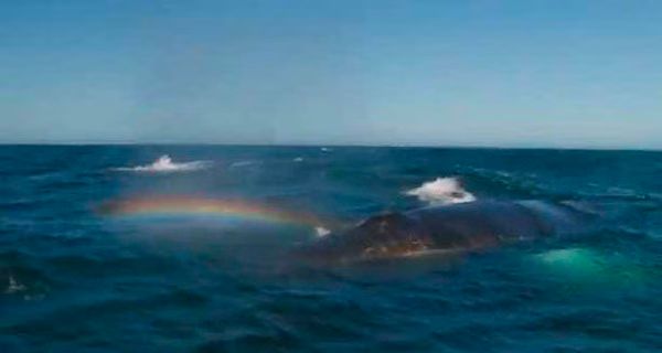 Whale blowing a Rainbow  Video