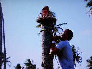 Hot Guy Shimmys up a Pole