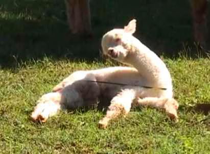 Baby Alpaca falling asleep  Video