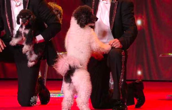 Olate Dogs  America s Got Talent  Quarterfinals  Video