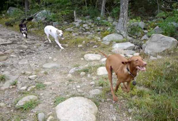 Pine Meadow Lake  White Trail Hike  Video