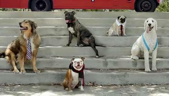 Pup Direction  Pup Thing  Video