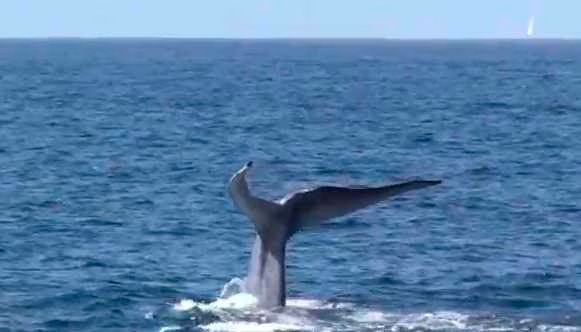 Blue Whale with partial fluke  Video