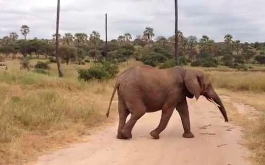 Elephant Family  Video