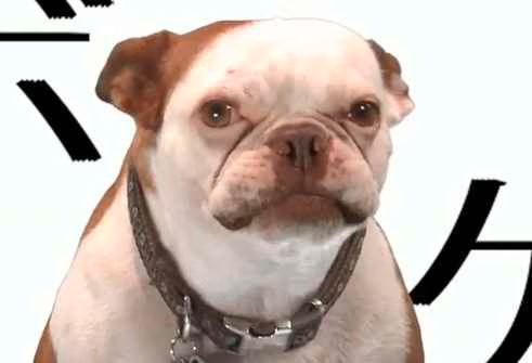 Game of Bones  Game of Thrones Theme Barked By A Dog