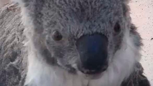 Koala hitches a ride on boat - Video.jpg Koala hitches a ride on boat Video