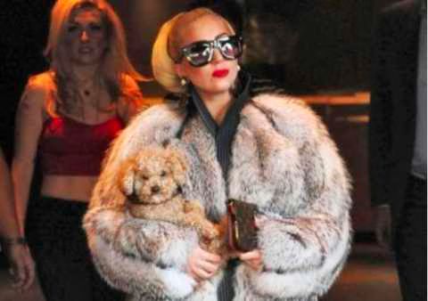 Lady Gaga supports killing animals for fashion  Statement