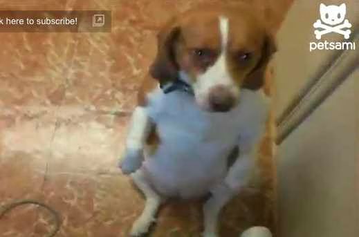 Puppy groomed by vacuum  Video