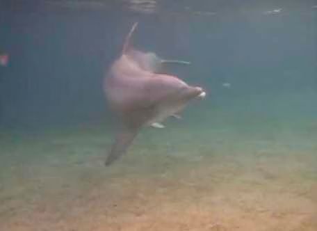 Dolphin Birth - Video.jpg Dolphin Birth Video