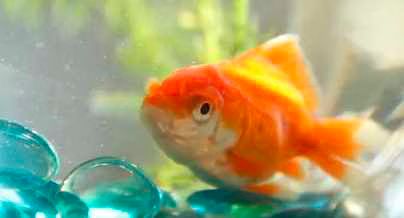 Goldfish Style - Gangnam Style with Pets - Video.jpg Goldfish Style Gangnam Style with Pets Video