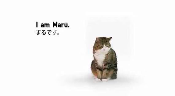 Maru  UNIQLO Lucky Cube Commercial