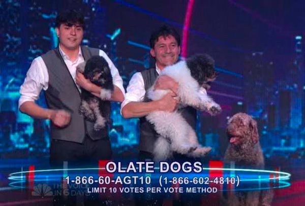 Olate Dogs  America s Got Talent  Semi Finals