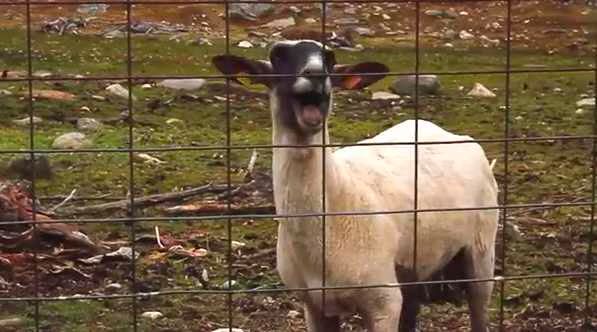 Screaming Sheep  Video