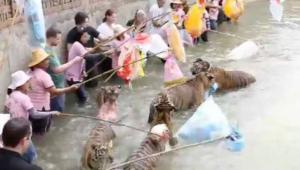 Tourists playing with Tigers in a Zoo  Video