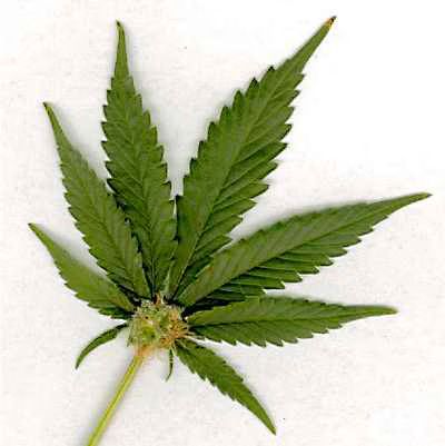 Colorado legalizes recreational use and sale of marijuana