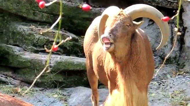 Game of Goats - 'Game of Thrones' theme sung by Goats