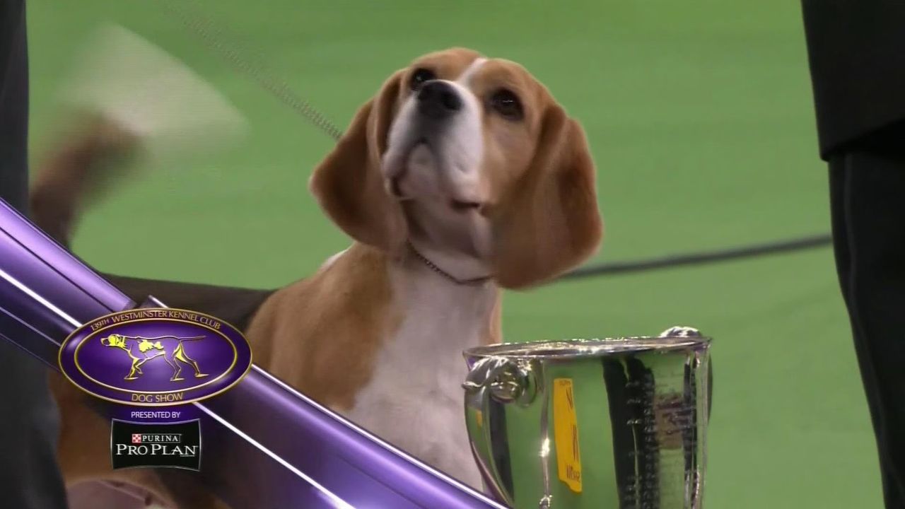 15-Inch Beagle 'Miss P' wins Best in Show in 2015 Westminster Kennel Club Dog Show