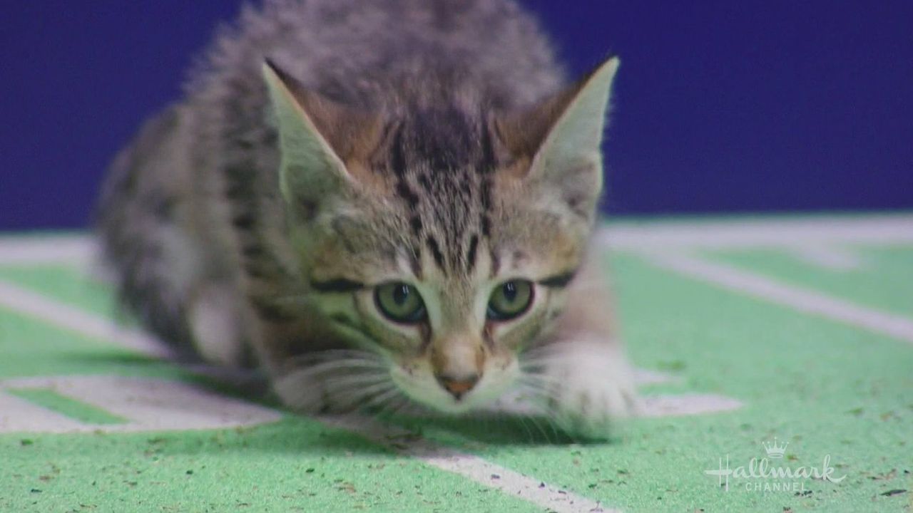 Kitten Bowl 2015