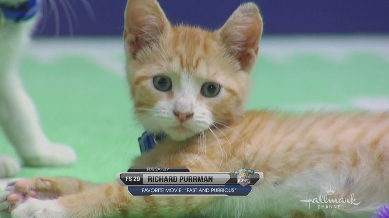 Kitten Bowl II