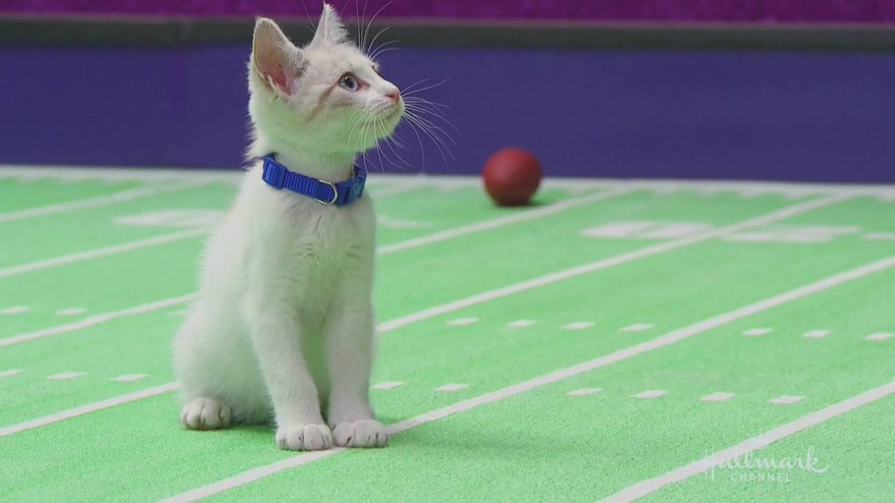 Kitten Bowl Video Live Stream