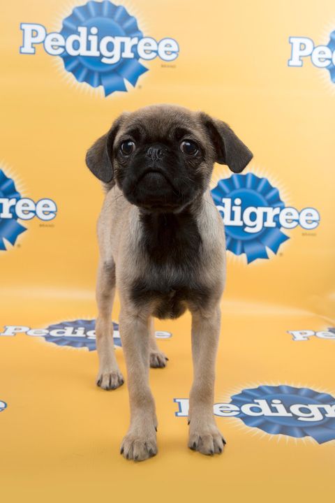 'Puppy Bowl XI' Live Stream (VIDEO)