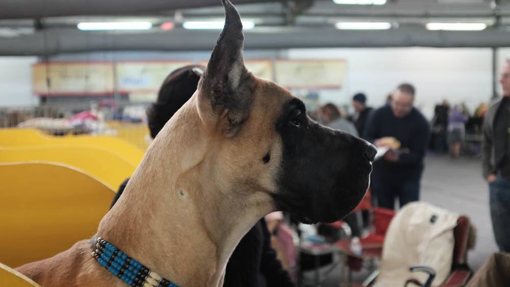 Westminster Kennel Club Dog Show 2015 BTS Photos